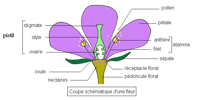 Schema fleur 2 1