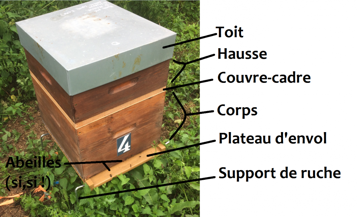 Ruche : définition et explications